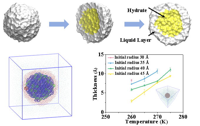 Molecular insights into hydrate crystal nuclei stability and quasi-liquid layer in gas-saturated condition